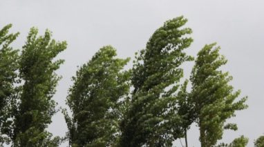 Ветер разгоняется до 24 м/с и грозит падением деревьев в Беларуси