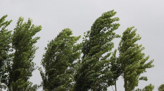 Ветер разгоняется до 24 м/с и грозит падением деревьев в Беларуси