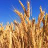 Bloomberg: Египет будет закупать пшеницу в Болгарии и Франции вместо РФ