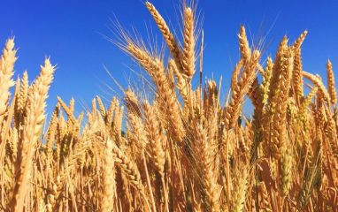Bloomberg: Египет будет закупать пшеницу в Болгарии и Франции вместо РФ