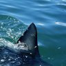 В Австралии акула атаковала отдыхавшего подростка