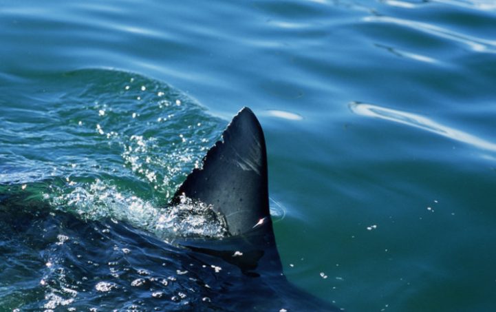 В Австралии акула атаковала отдыхавшего подростка