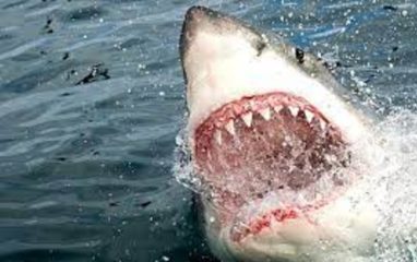 В Египте агрессивная акула напала на девушку