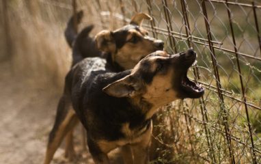 В Магадане ввели режим ЧС из-за нападения собак на человека