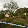 В Великобритании школьник решил срубить дерево Робин Гуда