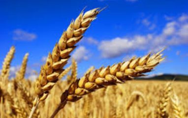 Власти Турции планируют приостановить импорт пшеницы