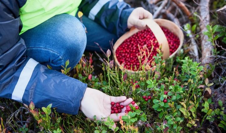 Белорусы возрождают урожаи на землях Чернобыля: от картофеля до лесных ягод