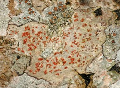 Студентка обнаружила в Припятском парке неизвестный ранее гриб