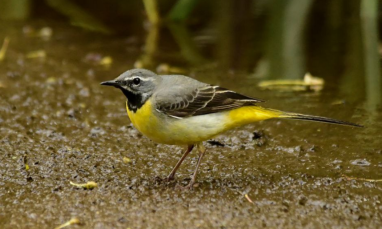 Редкая горная птица обнаружена на мелководье под Брестом – что это значит?
