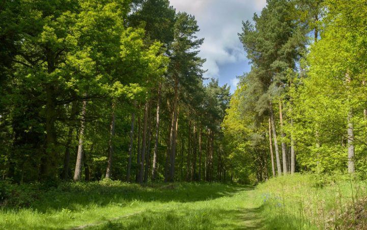 Леса в 92 районах Беларуси запрещены к посещению