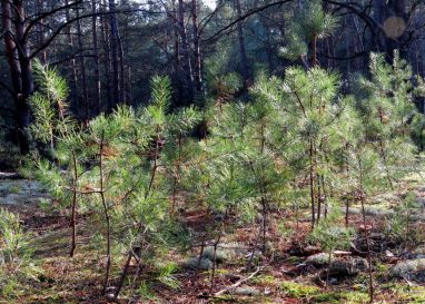 Белорусские лесоводы высадили новые леса на площади 27 тысяч гектаров