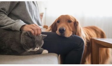 Штраф до 1350 рублей: за что белорусы могут поплатиться после смерти кошки или собаки