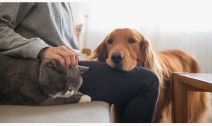 Штраф до 1350 рублей: за что белорусы могут поплатиться после смерти кошки или собаки