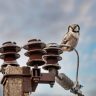 Почему птицы не погибают, когда садятся на линии электропередач без резиновой изоляции
