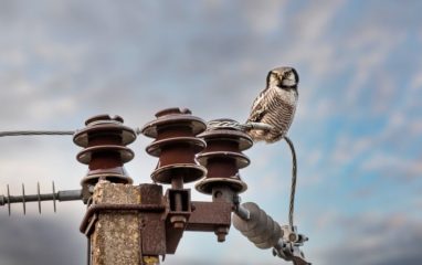 Почему птицы не погибают, когда садятся на линии электропередач без резиновой изоляции