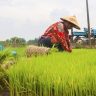 Поставки риса из Индии сокращаются
