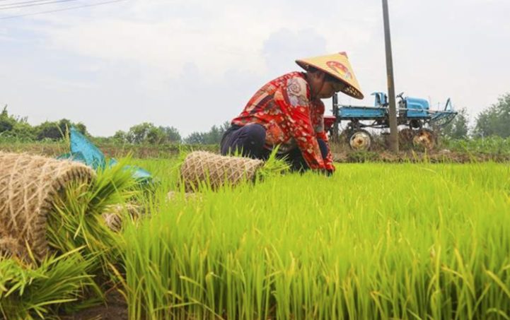 Поставки риса из Индии сокращаются