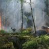 Четырнадцать человек погибли в ходе лесных пожаров в Казахстане