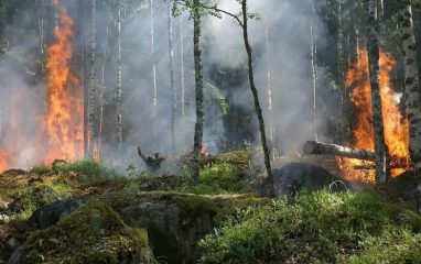 Четырнадцать человек погибли в ходе лесных пожаров в Казахстане