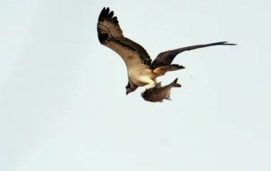 Летающая рыба спровоцировала пожар и безсветие в канадской деревне