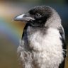 Серые вороны атакуют людей в июне каждого года — в чем причины и как избежать столкновения с птицами? 