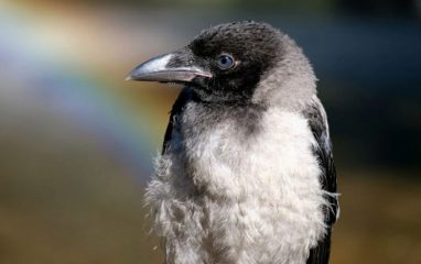 Серые вороны атакуют людей в июне каждого года — в чем причины и как избежать столкновения с птицами? 