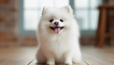 Покупательница перевела аванс и месяц ждала щенка