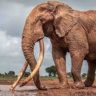 В России планируют наладить импорт слонов из Лимпопо