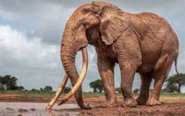 В России планируют наладить импорт слонов из Лимпопо