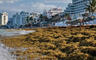 The Guardian: пляжи Флориды заполнили тонны водорослей с опасными бактериями