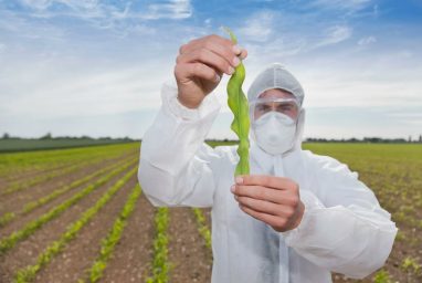 Ученые нашли способ повысить урожайность ключевых сельскохозяйственных культур