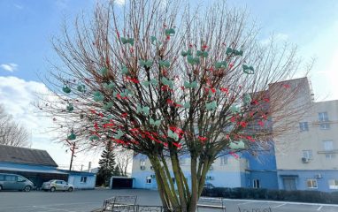 В Беларуси «вырастили» дерево с бюстгальтерами