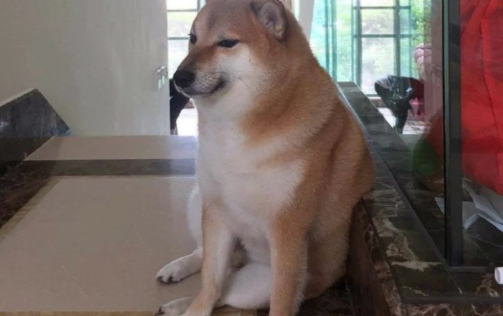В Гонконге умерла собака сиба-ину Болци, ставшая известной благодаря сотням мемов с ней