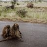 В национальном парке ЮАР обезьяны почти разорвали леопарда прямо на дороге с туристами (видео)
