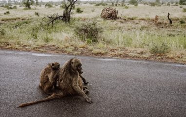 В национальном парке ЮАР обезьяны почти разорвали леопарда прямо на дороге с туристами (видео)
