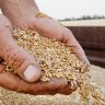 Запрет на импорт украинского зерна