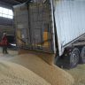 Власти Румынии будут настаивать на запрете ввоза зерна из Украины до конца года