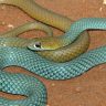 Новую ядовитую змею обнаружили в Австралии